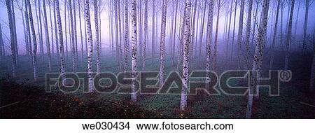 White Poplar (Populus alba) forest. Girona province, Catalonia, Spain View Large Photo Image Picture - White Poplar (Populus alba) forest. Girona province, Catalonia, Spain. Fotosearch