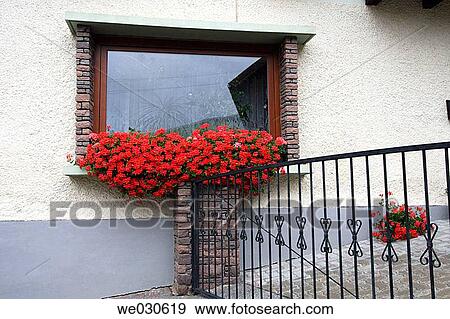 Window with flowering geranium, St. Peter, Rennweg, Liesertal, Carinthia, Austria, Europe, August 2005 View Large Photo Image Stock Photo - Window with flowering geranium, St. Peter, Rennweg, Liesertal, Carinthia, Austria, Europe, August 2005. Fotosearch