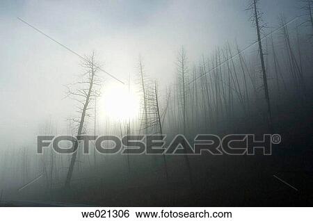 Yellowstone National Park, burned trees with ground fog. View Large Photo Image Stock Photograph - Yellowstone National Park, burned trees with ground fog.. Fotosearch