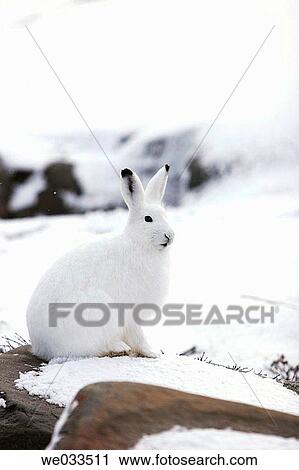 Adult Arctic Hare (Lepus arcticus) near Churchill, Manitoba, Canada View Large Photo Image Stock Image - Adult Arctic Hare (Lepus arcticus) near Churchill, Manitoba, Canada. Fotosearch