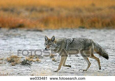 Adult coyote (Canis latrans) stalking prey in high grass. Yellowstone National Park, Wyoming, USA View Large Photo Image Stock Image - Adult coyote (Canis latrans) stalking prey in high grass. Yellowstone National Park, Wyoming, USA. Fotosearch