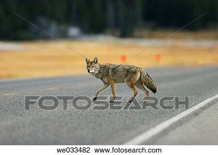 Adult coyote (Canis latrans) stalking prey in high grass. Yellowstone National Park, Wyoming, USA View Large Photo Image Stock Image - Adult coyote (Canis latrans) stalking prey in high grass. Yellowstone National Park, Wyoming, USA. Fotosearch