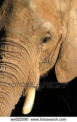 African Elephant (Loxodonta africana) View Large Photo Image Stock Image - African Elephant (Loxodonta africana). Fotosearch