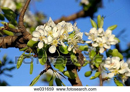 Almond tree flower (Prunus dulcis or Amygdalus communis) View Large Photo Image Stock Photo - Almond tree flower (Prunus dulcis or Amygdalus communis). Fotosearch