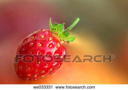 Alpine strawberry, fragaria View Large Photo Image Stock Image - Alpine strawberry, fragaria. Fotosearch