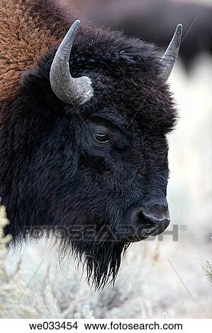 American Buffalo (Bison bison) inside Yellowstone National Park, Wyoming, USA View Large Photo Image Picture - American Buffalo (Bison bison) inside Yellowstone National Park, Wyoming, USA. Fotosearch
