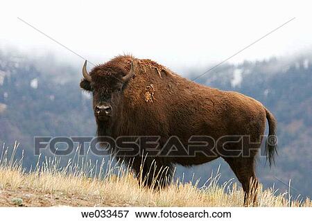 American Buffalo (Bison bison) inside Yellowstone National Park, Wyoming, USA View Large Photo Image Stock Photo - American Buffalo (Bison bison) inside Yellowstone National Park, Wyoming, USA. Fotosearch