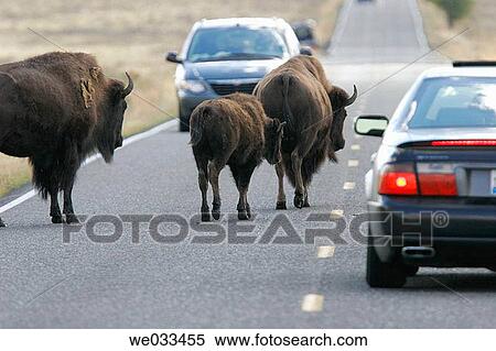 American Buffalo (Bison bison) inside Yellowstone National Park, Wyoming, USA View Large Photo Image Stock Photography - American Buffalo (Bison bison) inside Yellowstone National Park, Wyoming, USA. Fotosearch