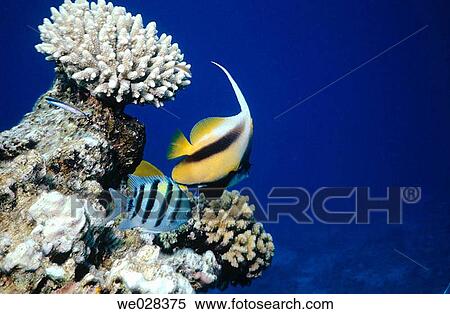 Angelfish. Corals. Red Sea. Sharm El Sheik. Egypt. View Large Photo Image Stock Photography - Angelfish. Corals. Red Sea. Sharm El Sheik. Egypt.. Fotosearch
