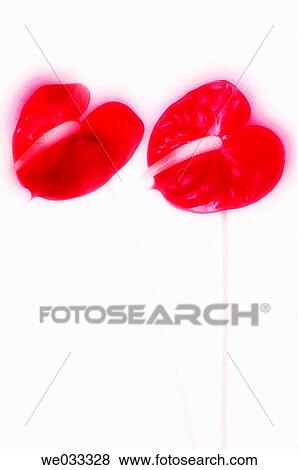 Anthurium andreanum View Large Photo Image Stock Photo - Anthurium andreanum. Fotosearch
