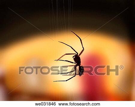 approach, Close-up, backlighting, backlight, animal View Large Photo Image Stock Photograph - approach, Close-up, backlighting, backlight, animal. Fotosearch