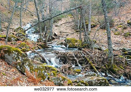 Stock Photo - Arroyo del Sestil, Abedular de Canencia, Canencia. Madrid province. Spain. Fotosearch