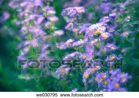 Aster flowers multiple exposure. Aster tataricus. Blooms in autumn. Maryland, USA View Large Photo Image Stock Photography - Aster flowers multiple exposure. Aster tataricus. Blooms in autumn. Maryland, USA. Fotosearch