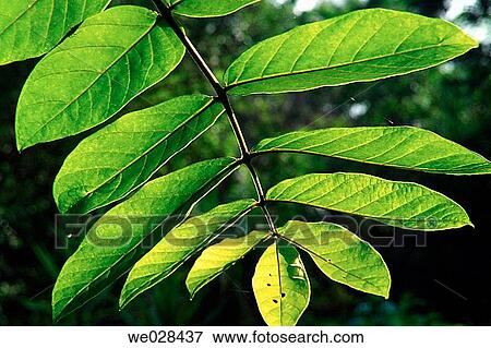 Avocado. Amatlßn de Quetzalc? atl. Amatlßn. Morelos. Mexico. View Large Photo Image Stock Photo - Avocado. Amatlßn de Quetzalc? atl. Amatlßn. Morelos. Mexico.. Fotosearch