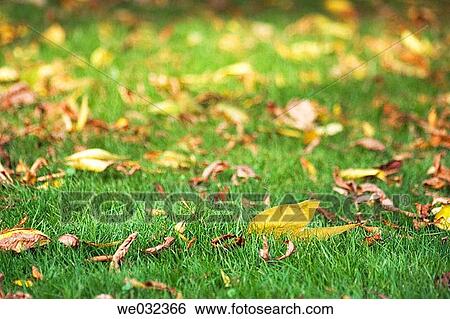 Stock Photograph - background, Fallen leaves, detail, day, autumn. Fotosearch