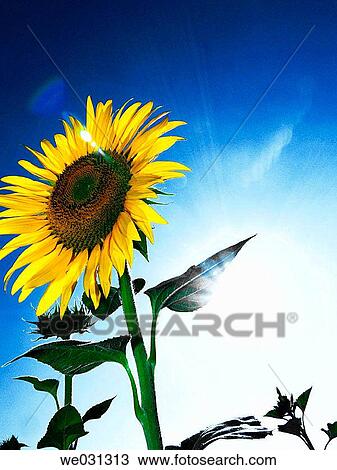 backlight, botany, blue sky, blue, agriculture View Large Photo Image Stock Image - backlight, botany, blue sky, blue, agriculture. Fotosearch