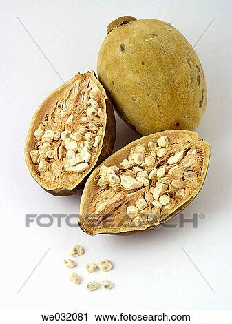 Baobab fruits and seeds View Large Photo Image Stock Image - Baobab fruits and seeds. Fotosearch