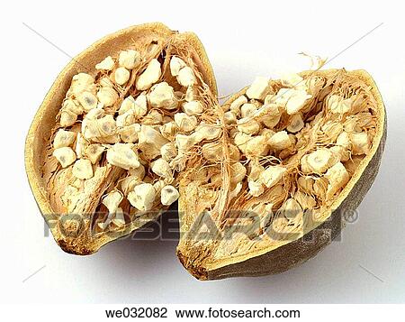 Baobab fruits and seeds View Large Photo Image Stock Image - Baobab fruits and seeds. Fotosearch
