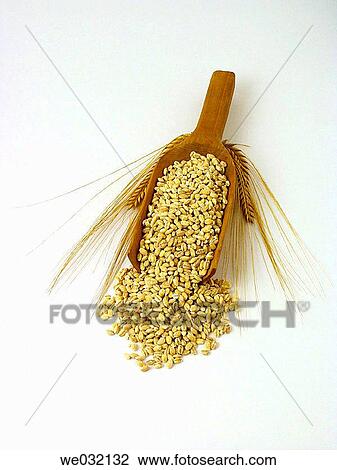 Barley View Large Photo Image Stock Image - Barley. Fotosearch