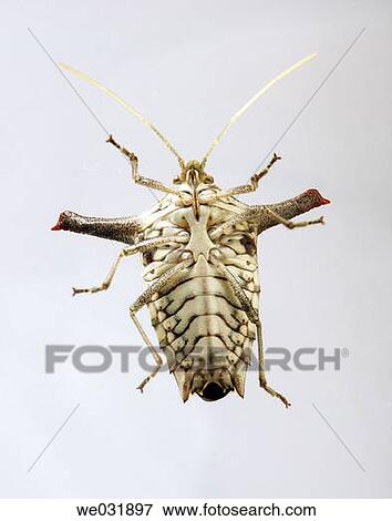 bedbug auchenorrhyncha from south America ( Venezuela ). View Large Photo Image Stock Photo - bedbug auchenorrhyncha from south America ( Venezuela ).. Fotosearch