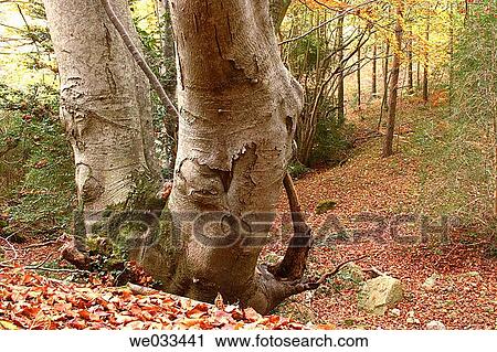 Beechwood View Large Photo Image Stock Image - Beechwood. Fotosearch