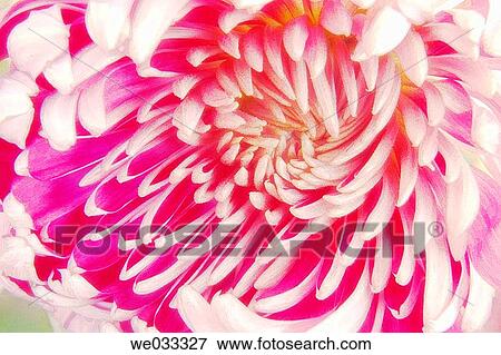 Bicolor Chrysanthemum Close-up. Dendranthema grandiflora. September 2005 View Large Photo Image Stock Photo - Bicolor Chrysanthemum Close-up. Dendranthema grandiflora. September 2005. Fotosearch