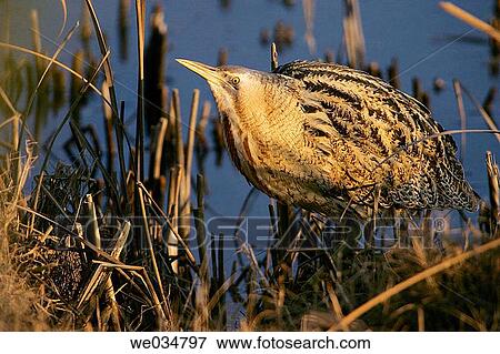 Bittern (Botaurus sp. ) View Large Photo Image Stock Photo - Bittern (Botaurus sp. ). Fotosearch