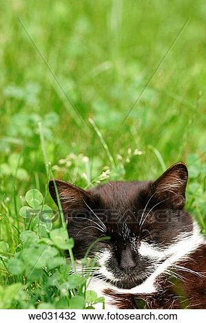 black, country, Close-up, cat, animal View Large Photo Image Stock Image - black, country, Close-up, cat, animal. Fotosearch