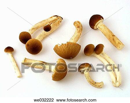 Black Poplar Mushroom (Agrocybe aegerita) View Large Photo Image Stock Image - Black Poplar Mushroom (Agrocybe aegerita). Fotosearch