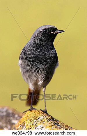 Black Redstart (Phoenicurus ochruros) View Large Photo Image Stock Photo - Black Redstart (Phoenicurus ochruros). Fotosearch
