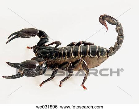 Black scorpion (Heterometrus sp. ) on white background View Large Photo Image Stock Photograph - Black scorpion (Heterometrus sp. ) on white background. Fotosearch