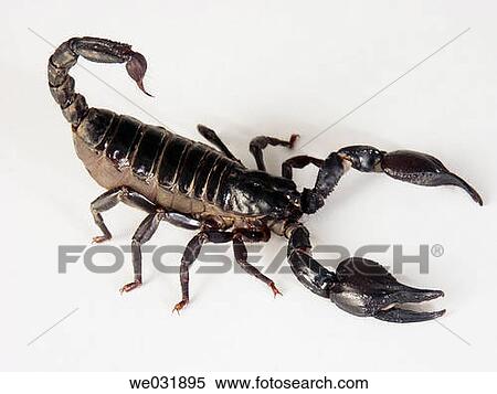 Black scorpion (Heterometrus sp. ) on white background View Large Photo Image Stock Photography - Black scorpion (Heterometrus sp. ) on white background. Fotosearch