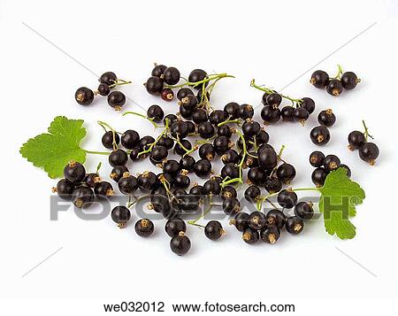 Stock Image - Blackcurrants. Fotosearch