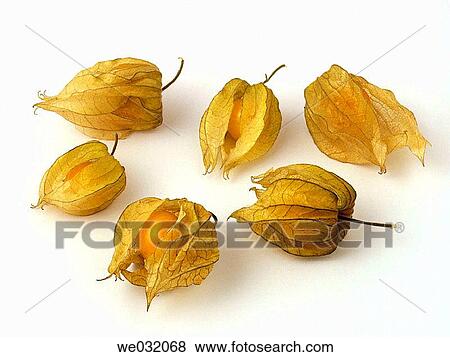 Bladder Cherries View Large Photo Image Stock Photo - Bladder Cherries. Fotosearch