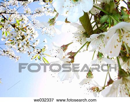 Blossom in spring, United Kingdom View Large Photo Image Stock Photo - Blossom in spring, United Kingdom. Fotosearch