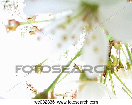 Blossom in spring, United Kingdom View Large Photo Image Stock Photograph - Blossom in spring, United Kingdom. Fotosearch