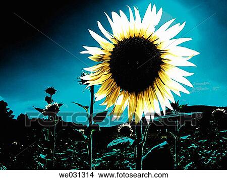 botany, day, crop, country, agriculture View Large Photo Image Picture - botany, day, crop, country, agriculture. Fotosearch