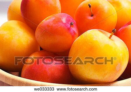 Bowl of Yellow Plums. Prunus hybrid. Maryland, USA View Large Photo Image Stock Image - Bowl of Yellow Plums. Prunus hybrid. Maryland, USA. Fotosearch