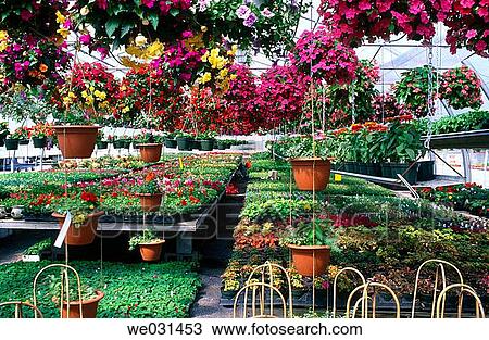 Boxed and suspended flowers in commercial greenhouse View Large Photo Image Stock Image - Boxed and suspended flowers in commercial greenhouse. Fotosearch