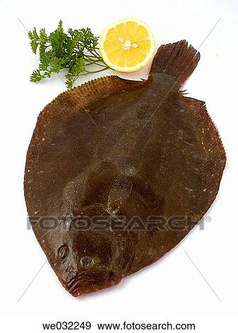 Stock Photo - Brill. Fotosearch