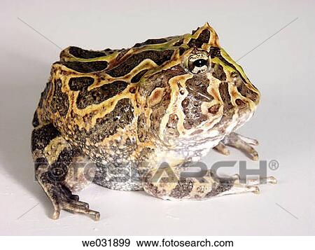 Stock Photo - Bull frog (Ceratophrys calcarata). Fotosearch