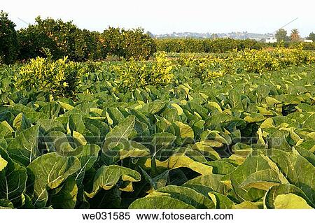 Cabbages and orange trees plantations. Valencia, Comunidad Valenciana, Spain View Large Photo Image Stock Photography - Cabbages and orange trees plantations. Valencia, Comunidad Valenciana, Spain. Fotosearch