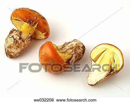 Caesar's Mushroom (Amanita cesarea) View Large Photo Image Stock Photo - Caesar's Mushroom (Amanita cesarea). Fotosearch