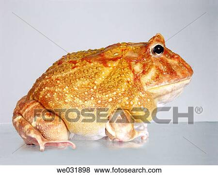 Ceratophrys ornata View Large Photo Image Stock Photo - Ceratophrys ornata. Fotosearch
