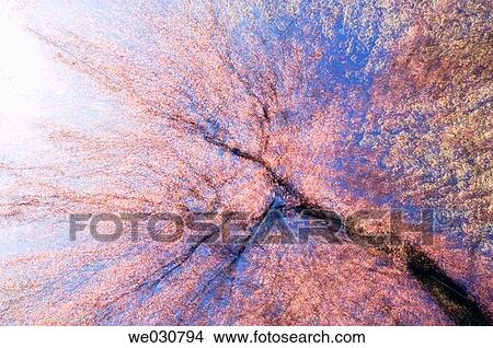 Cherry Blossom. Cherry, Prunus serrulata, Multiple exposure, April 2005, Maryland, USA View Large Photo Image Picture - Cherry Blossom. Cherry, Prunus serrulata, Multiple exposure, April 2005, Maryland, USA. Fotosearch
