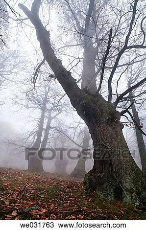 Chestnut trunks in Casta±ar del Tiemblo. Castilla-Le? n. Spain. View Large Photo Image Stock Image - Chestnut trunks in Casta±ar del Tiemblo. Castilla-Le? n. Spain.. Fotosearch