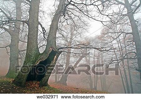 Stock Image - Chestnuts, Casta±ar del Tiemblo, Castile-Leon. Spain. Fotosearch