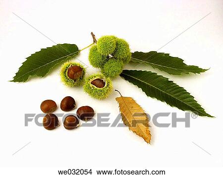 Chestnuts View Large Photo Image Picture - Chestnuts. Fotosearch