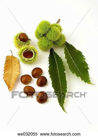 Chestnuts View Large Photo Image Stock Photography - Chestnuts. Fotosearch