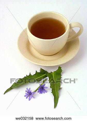 Chicory infusion View Large Photo Image Stock Photo - Chicory infusion. Fotosearch